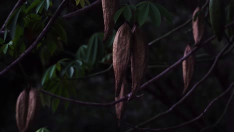 static locked off shot of the pods of a cotton silk tree, bombax ceiba, vietnam