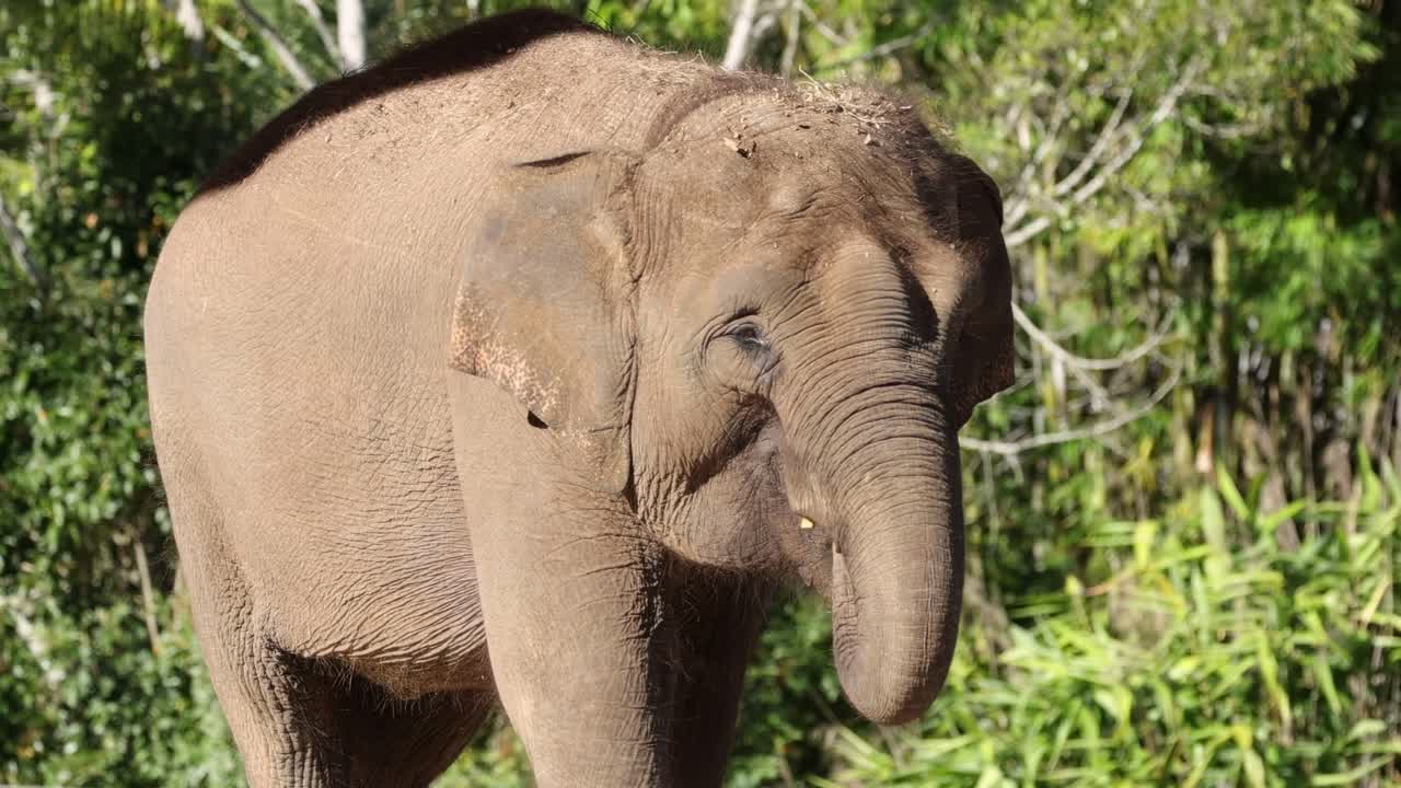 An elephant leisurely walks through its sunlit enclosure, surrounded by lush greenery and trees.
