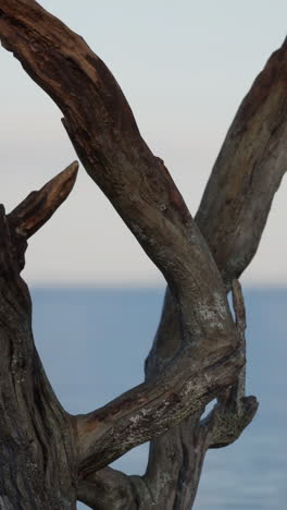 close up of a gnarled tree branch with a sky and water background