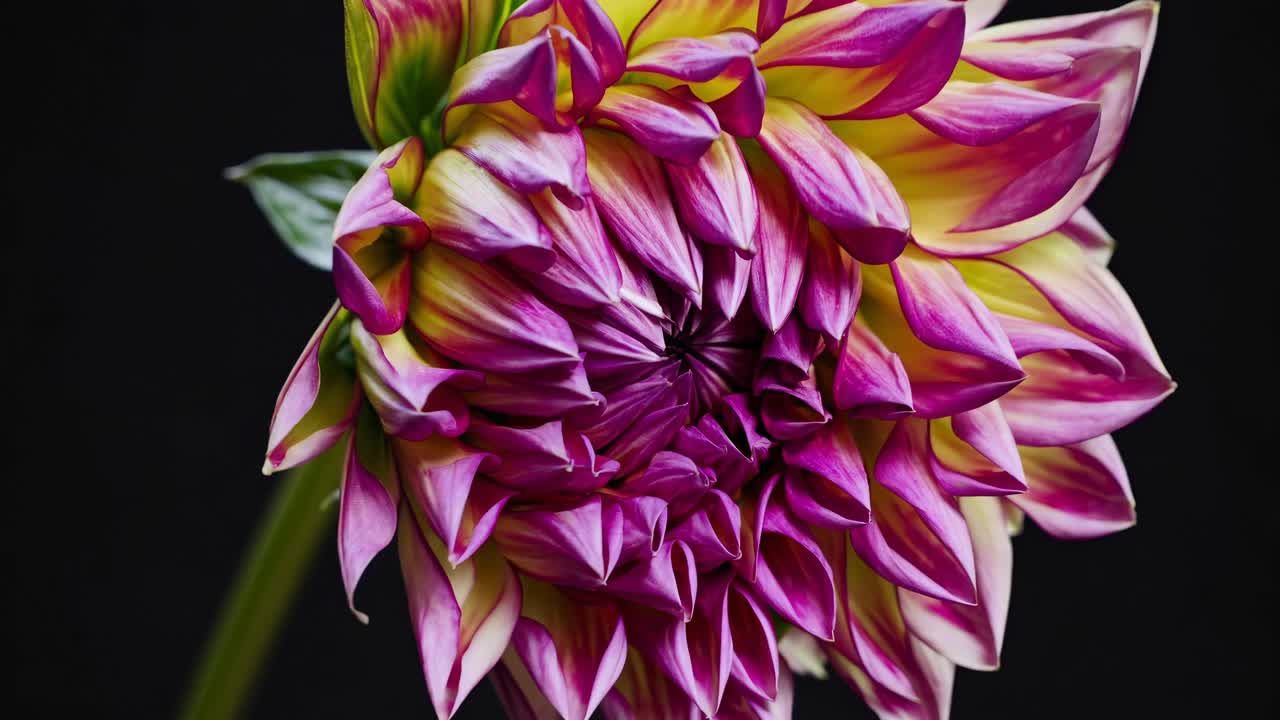 Primo piano di un video di un vivace fiore di dalia con petali rosa e gialli su sfondo nero