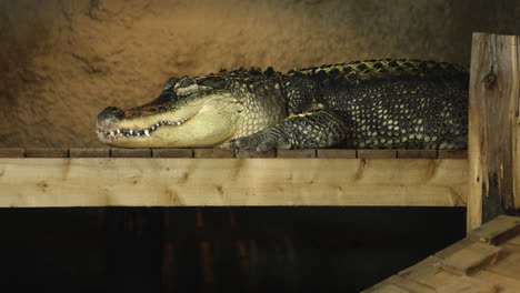 cocodrilo americano se sienta en el borde del muelle cubierto - gran tiro