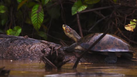turtle seeks warmth on a river log beneath a soft drizzle in peru’s rich amazon rainforest.