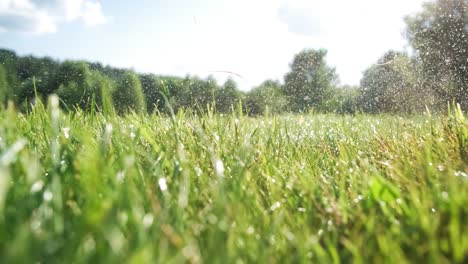 dewy grass in sunlight