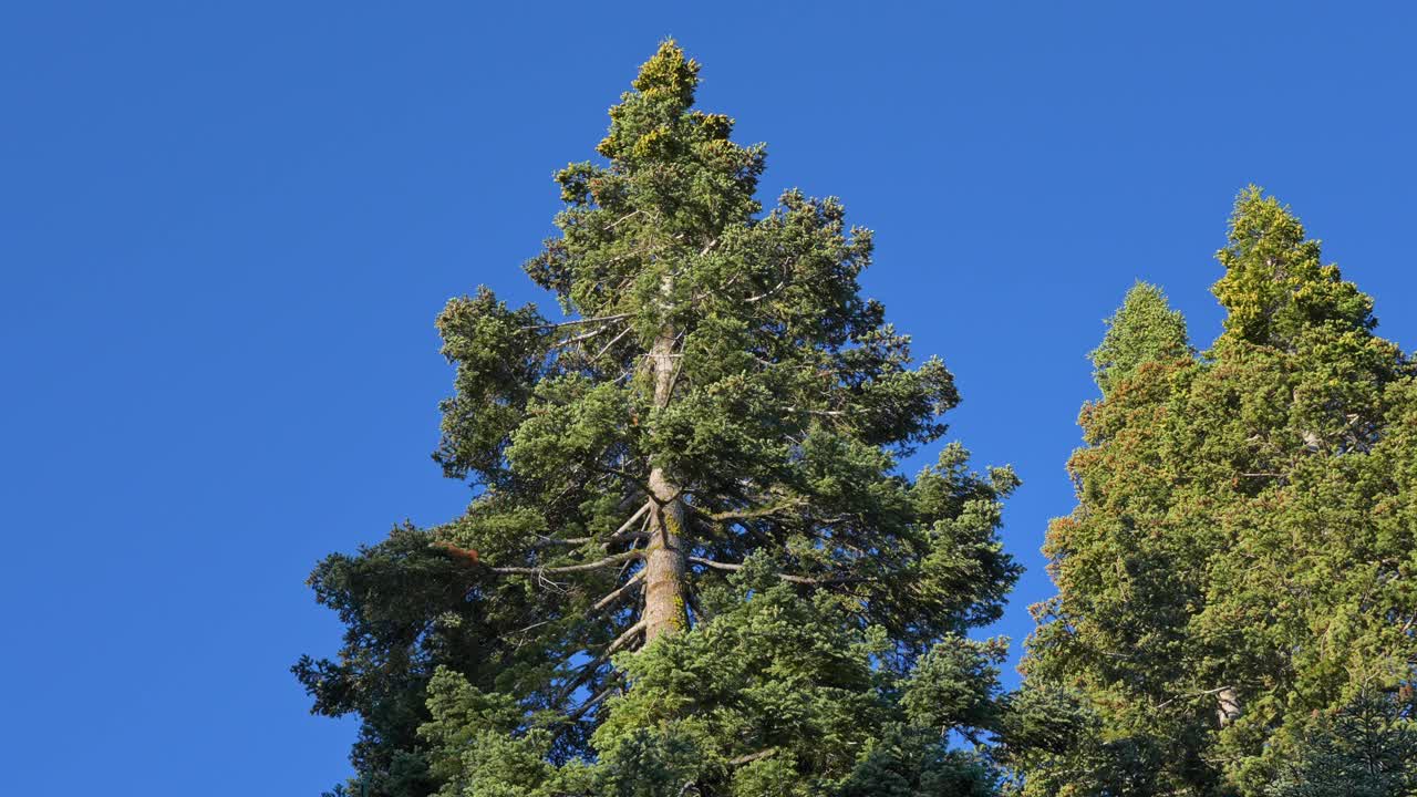 Closeup view of incense cedar trees, highlighting the texture and detail of the branches and needles in their natural forest environment