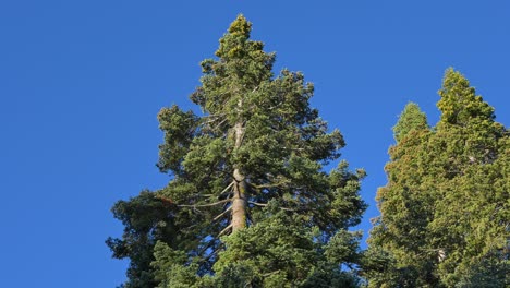 closeup view of incense cedar trees, highlighting the texture and detail of the branches and needles in their natural forest environment