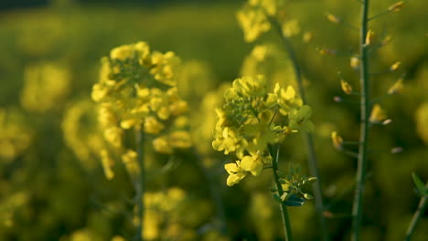 Defokussieren-Sie-Rapsfelder-Auf-Den-Frühling.-Rack-Fokus-Aufnahme