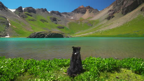 Mini-Aussie-dog-enjoying-views-slow-motion-alpine-lakes-Colorado-Ice-lake-trail-basin-upper-Island-lake-aqua-blue-turquoise-clear-water-summer-blue-sky-Silverton-Telluride-dreamy-hiking-adventure