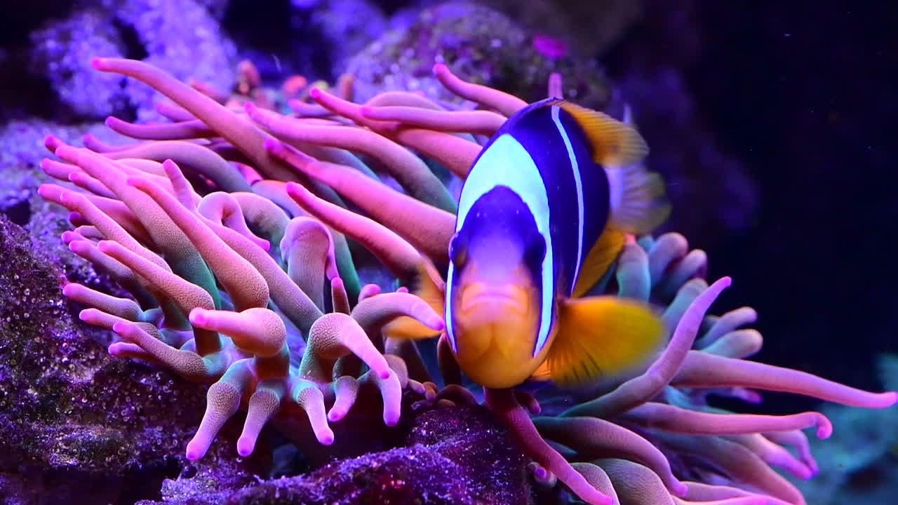 тропическая водная жизнь