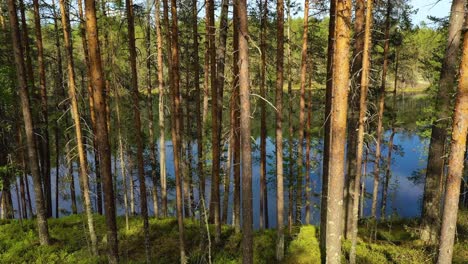 vista aérea del lago y el bosque en finlandia. hermosa naturaleza de finlandia.