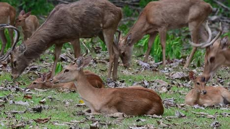 a busy herd grazing during a windy afternoon as one in the middle with others resting on the grass