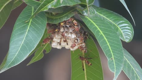 wasp relaxing on tree - home