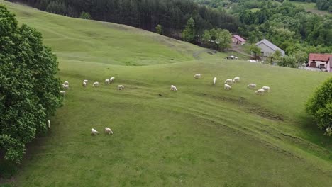 Schafe-Auf-Einer-Wiese.-Drohnenaufnahmen