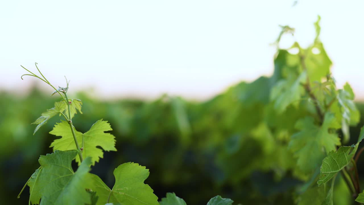 포도 잎 이 흔들리는 근접 사진