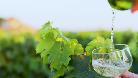 el vino blanco se vierte en el entorno de la viña
