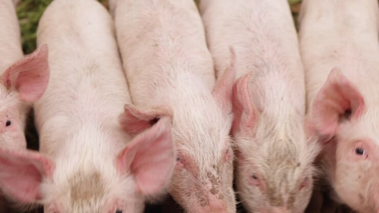 entzückende schweinchen