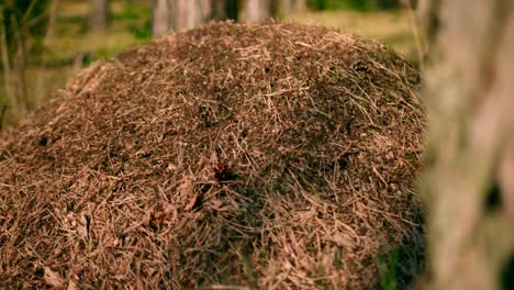 Slide-Shot-Of-Anthill-In-A-Forest-From-Behind-Trees