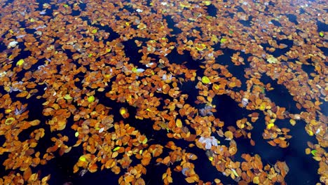 crisp autumn leaves, vibrant orange, red, and yellow, scattered across the still turquoise surface of a lake