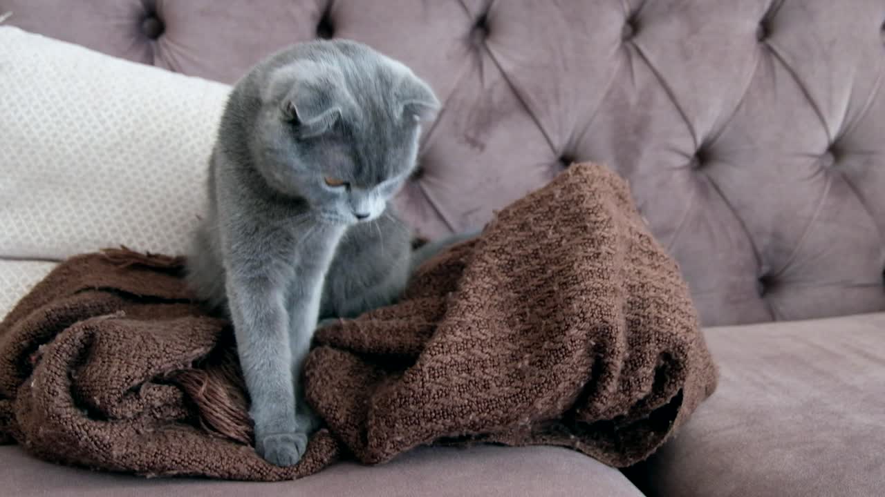 Primo piano di un piccolo gattino British Shorthair grigio rannicchiato in una coperta marrone