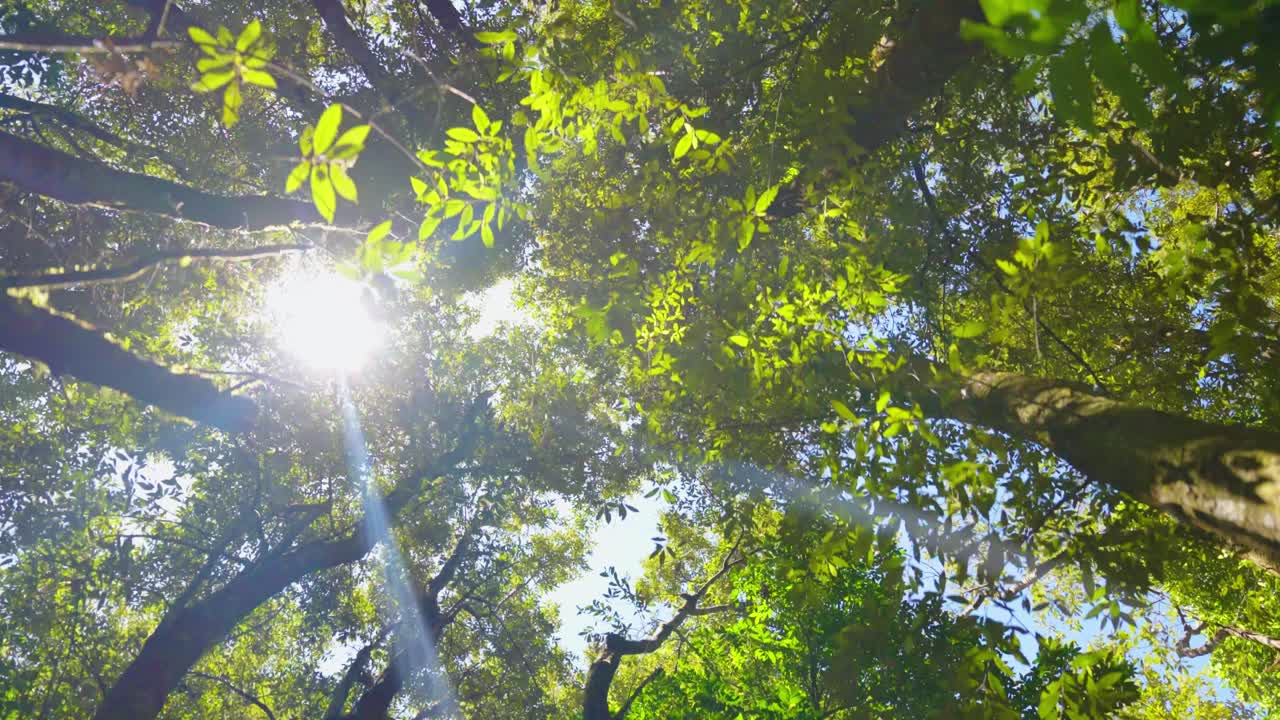 fluxo de água do parque nacional de springbrook para cachoeiras, costa de ouro, queensland, austrália