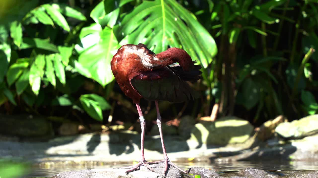 Plano aproximado de um íbis-preto (Plegadis falcinellus) caminhando pelo rio raso, limpando e ajeitando sua deslumbrante plumagem iridescente marrom-avermelhada com seu bico longo durante o dia.