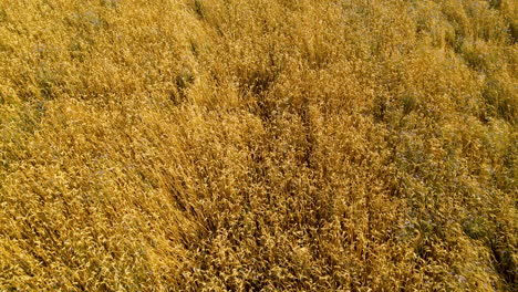 Sunlight-On-Golden-Wheat-Field-With-Ripe-Crops-During-Harvest-Season