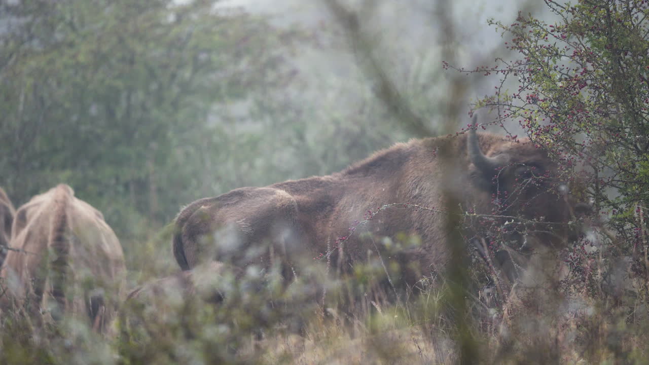 European bison bonasus reaching for leaves with tongue,foggy,Czechia