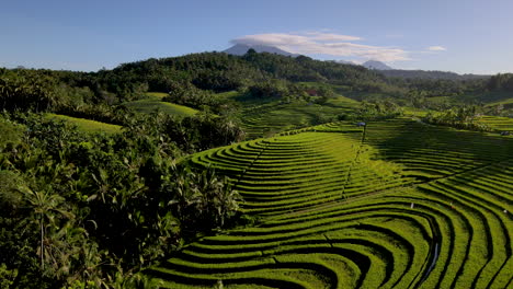 Breathtaking-View-Of-Green-Terraces-Of-Rice-Fields-In-Bali,-Indonesia