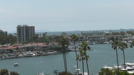 palm-trees-blow-in-breeze