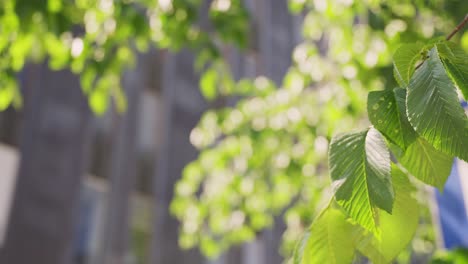 Ash-tree-leaves-and-branches-swaying-in-the-wind-on-a-sunny-summer-day