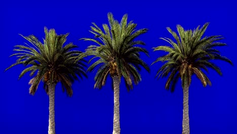 palm trees in the wind on blue screen. beautiful summer looped background.