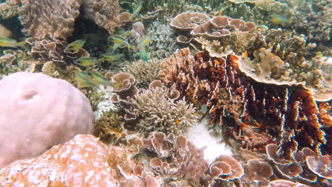 peces nadando bajo el agua entre el coral en raja