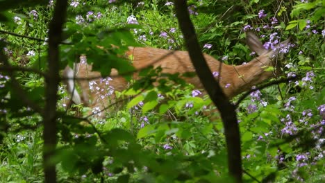 Hirsche-Grasen-Auf-Der-Wiese-Zwischen-Jungen-Bäumen-Und-Violetten-Wildblumen