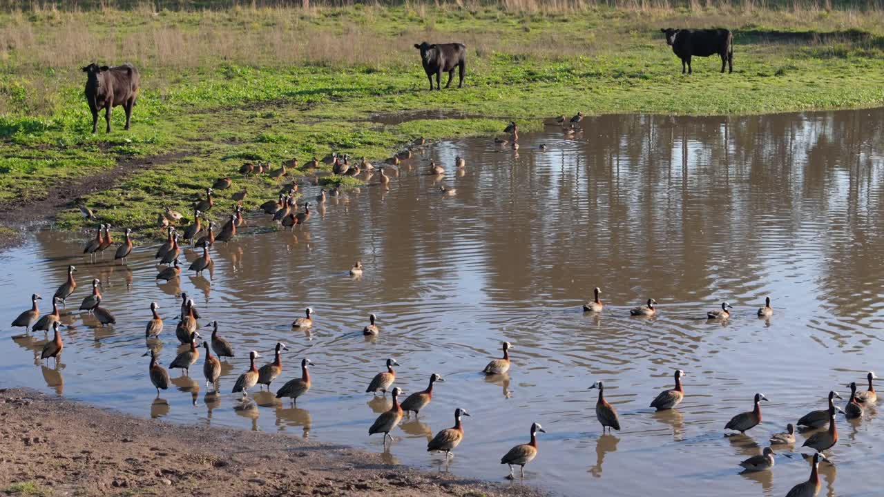 Anatre guadano uno stagno fangoso in un campo rurale, creando leggere increspature nell'acqua. Nelle vicinanze, tre mucche nere osservano la scena, aggiungendo un sereno fascino rurale all'ambiente