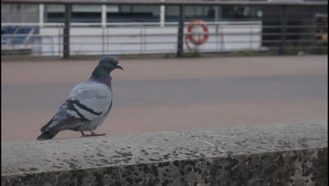 pigeons in an urban environment