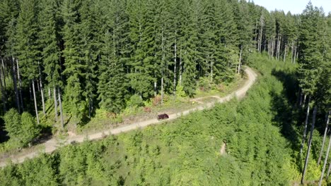 Vw-Van-Vintage-Van-Fährt-Durch-Den-Wald-Luftbild-4k-Drohne