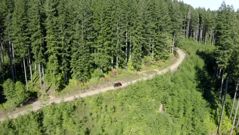 vw van vintage van conduciendo a través del bosque vista aérea 4k drone