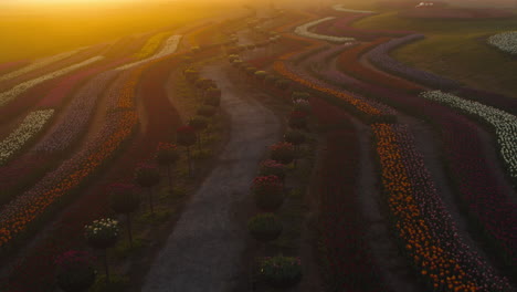 scenic view above flower field in sunset light. sun getting down in plant garden
