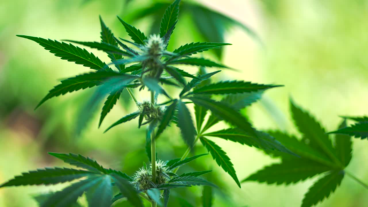 planta de cannabis de cerca