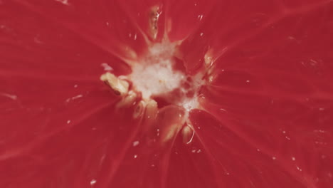 micro vídeo de primer plano de una rebanada de pomelo rojo con espacio de copia