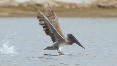 Pájaro-Pelícano-Marrón-Tomando-Vuelo-Con-Gracia-A-Lo-Largo-De-La-Orilla-De-La-Playa-En-El-Agua-Del-Océano-En-Cámara-Lenta