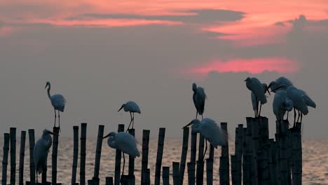 The-Great-Egret,-also-known-as-the-Common-Egret-or-the-Large-Egret