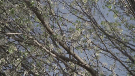 Frühlingsblumen-Blühen-Auf-Einem-Baum,-Der-Im-Wind-Weht