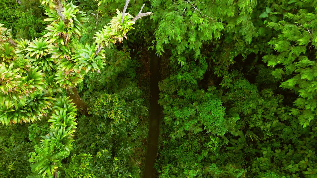 Dense Rainforest Canopy with Winding River Aerial View in Costa Rica National Park, Lush Green Vegetation Overhead Drone Shot