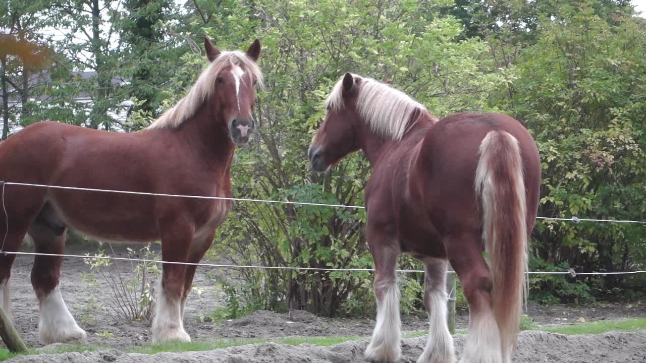 dos caballos marrones se están burlando juguetonamente