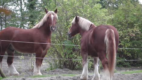 two brown horses are teasing each other playfully