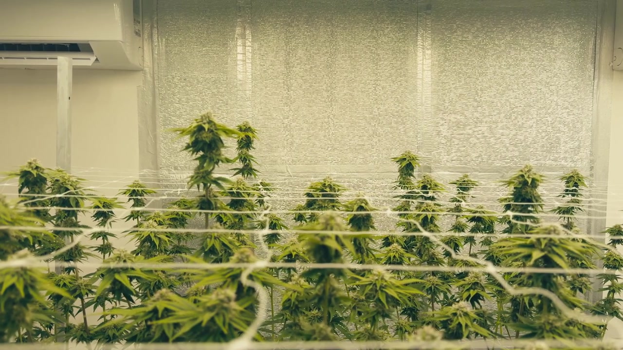 Impianto di coltivazione indoor di cannabis che mostra infiorescenze e fiori sani sotto potenti lampade per la crescita, con sistemi di clima e ventilazione controllati.
