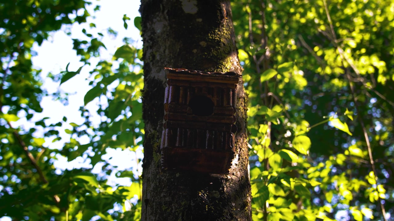 Wooden birdhouse nesting box attached to a tree trunk in a sunlit forest. Slow motion side tracking shot