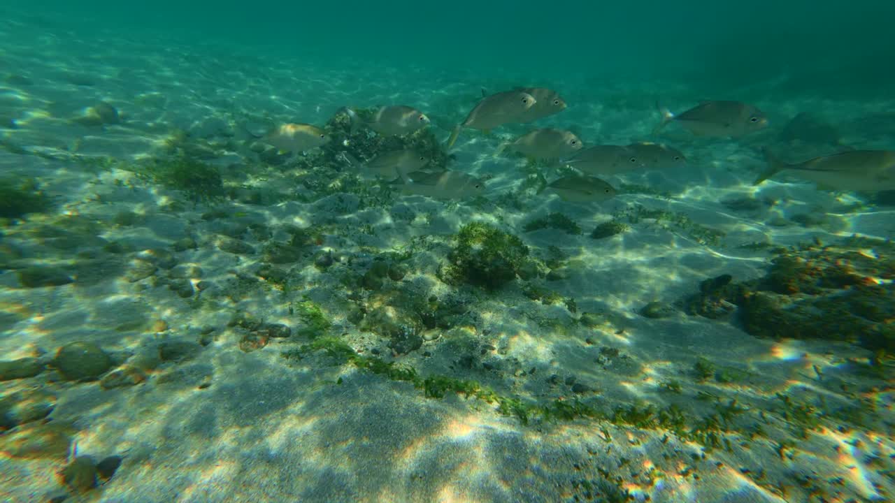 Klart turkis vand og koralrev, undervandsscener i Tenacatita, Jalisco, Mexico. POV-optagelse