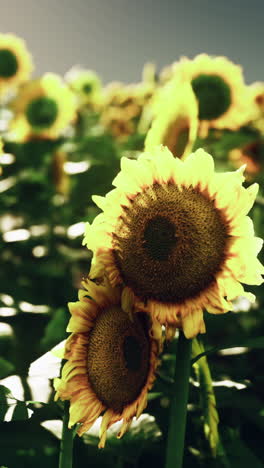 close-up of sunflowers in a field