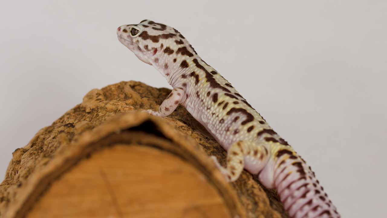 Un geco leopardo abbassa lentamente la testa mentre riposa su un tronco di legno ruvido